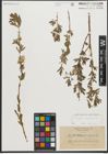 Foto von Salix purpurea L.